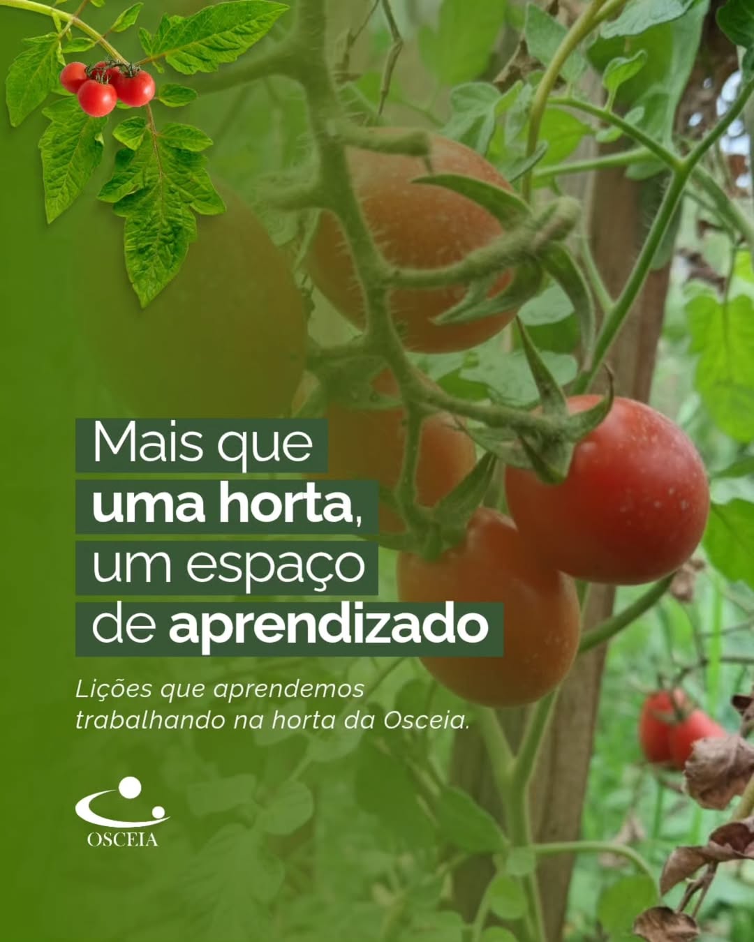 Colhendo Esperança 🌱